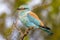 European roller (Coracias garrulus) perched on prickly branch between leaves of tree in early morning sun on african savanna in