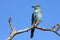 The European roller Coracias garrulus sitting on a branch in a wintering ground in Africa. A large blue songbird sitting in a