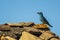 An European Roller perched on top of a tiled roof