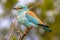 European roller on prickly branch