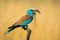 European roller siting still with reptile in beak from side view