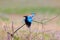 European roller sits on a branch on