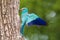 European roller sitting on bark of tree with spread wings in the summer.