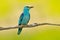 European Roller sitting on the branch, blurred yellow background. Wildlife scene from Europe nature. Colourful blue bird. Birdwatc