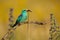 European roller sitting between flowers and holding dead grass snake in summer