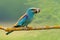 European roller sitting with mouse in beak on branch
