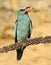 European rollers & x28;Coracias garrulus& x29;