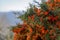 European rowan and fruits