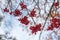 European rowan fruits, macro photo