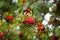 European rowan, mountain-ash tree sorbus aucupparia with berries