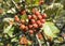 European rowan Sorbus aucuparia red fruits on a branch