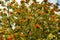 European rowan tree - Sorbus aucuparia - with lots of ripe orange red berries.