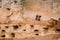 European Sand Martin Active Breeding Colony Near Burrows In Sand