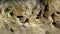 European Sand Martin Riparia riparia Fly Into The Nest, slow motion.