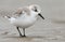 European Sanderling (Calidris alba) bird