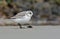 European Sanderling (Calidris alba) bird