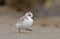 European Sanderling (Calidris alba) bird