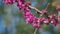 European Scarlet. Judas Tree - Cercis Siliquastrum Blossoms In Springtime. Pink Flowers. Close up.