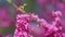 European Scarlet. Judas Tree - Cercis Siliquastrum Blossoms In Springtime. Pink Flowers. Close up.