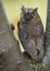 European Scops Owl (Otus scops