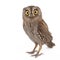 European scops owl Otus scops isolated on white background