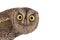 European scops owl Otus scops isolated on white background. Close-up portrait