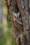 European scops owl, Otus scops, in tree hole at sunrise. Small owl peeks out from trunk showing narrowed eyes.