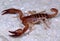 European Scorpion Euscorpius carpathicus candiota