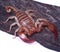 European Scorpion Euscorpius carpathicus candiota