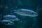 European seabass Dicentrarchus labrax