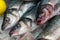 European Seabass (Dicentrarchus labrax) for sale