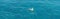 European seagull floating on Adriatic sea water in Kvarner gulf