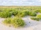 European searocket, Cakile maritima, growing on beach and salt marshes in nature reserve Boschplaat on Terschelling, Netherlands