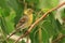 European serin on branch of birch