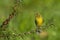 European Serin - Chamariz - Serinus serinus