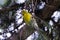 European serin, Serinus serinus