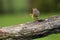 The European serine, or simply the serine Serinus serinus flies off the branch. Little yellow-gray bird in flight