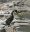 European Shag