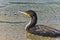 European shag bird, close relative to cormorant, near sandy beach at summer morning