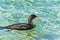 European shag bird, close relative to cormorant, near sandy beach at summer morning