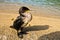 European shag bird on a sandy beach at summer morning