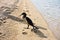 European shag bird on a sandy beach at summer morning