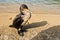 European shag bird on a sandy beach at summer morning