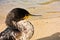 European shag bird on a sandy beach at summer morning
