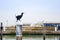 European Shag - black bird in Rimini port, Italy