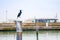 European Shag - black bird in Rimini port, Italy