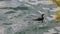 European shag black bird is swimming Mallorca Spain