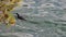 European shag black bird is swimming Mallorca Spain