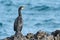 European shag or common shag perched on a rock in a cove of Majorca