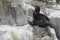 European shag on nest